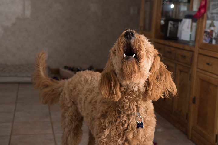 Cómo evitar que tu perro ladre cuando suene el timbre