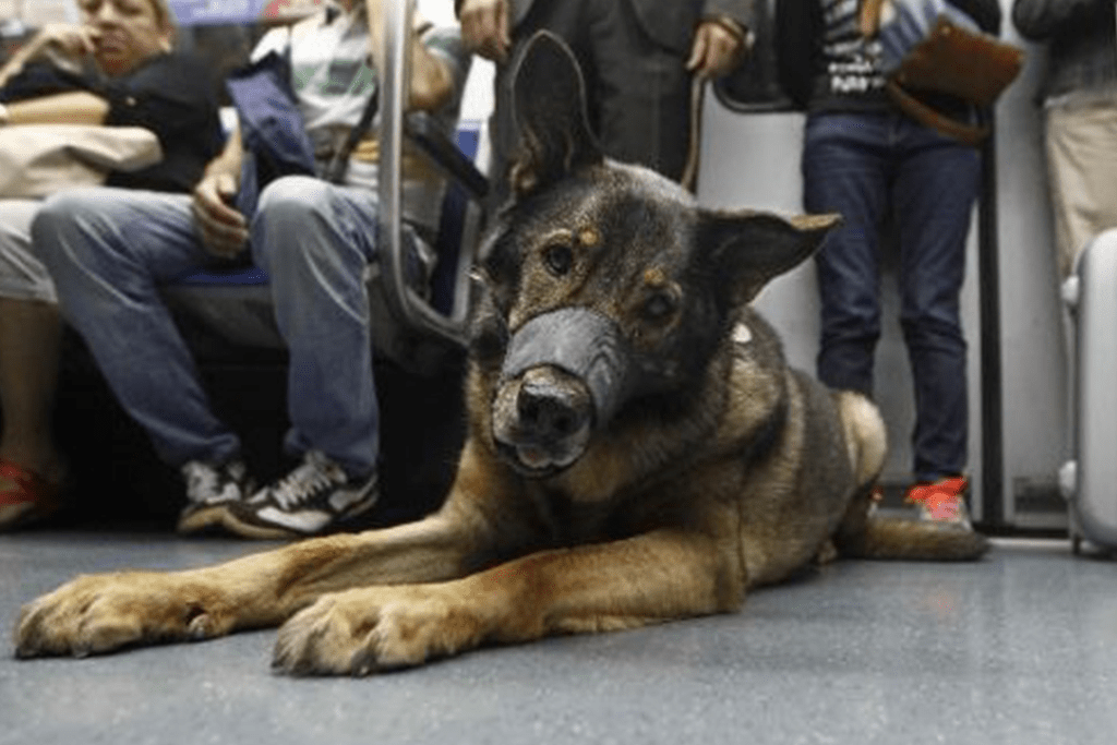Viajar en Metro con tu perro en Madrid y Barcelona