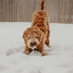 Cómo afecta el frío a nuestros perros